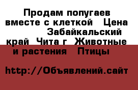 Продам попугаев вместе с клеткой › Цена ­ 2 000 - Забайкальский край, Чита г. Животные и растения » Птицы   